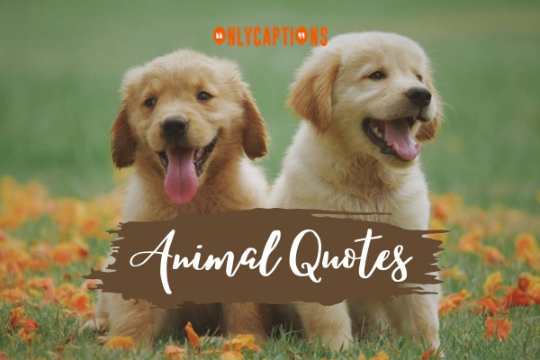 Animal Quotes 1-OnlyCaptions