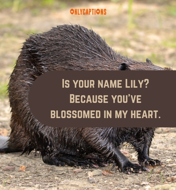 Beaver Pick Up Lines 2-OnlyCaptions