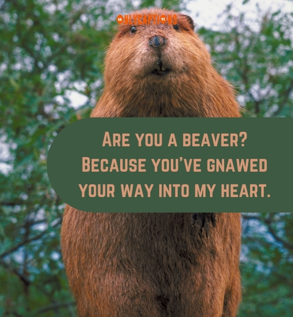 Beaver Pick Up Lines 3-OnlyCaptions