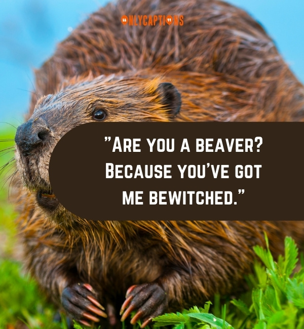 Beaver Pick Up Lines-OnlyCaptions