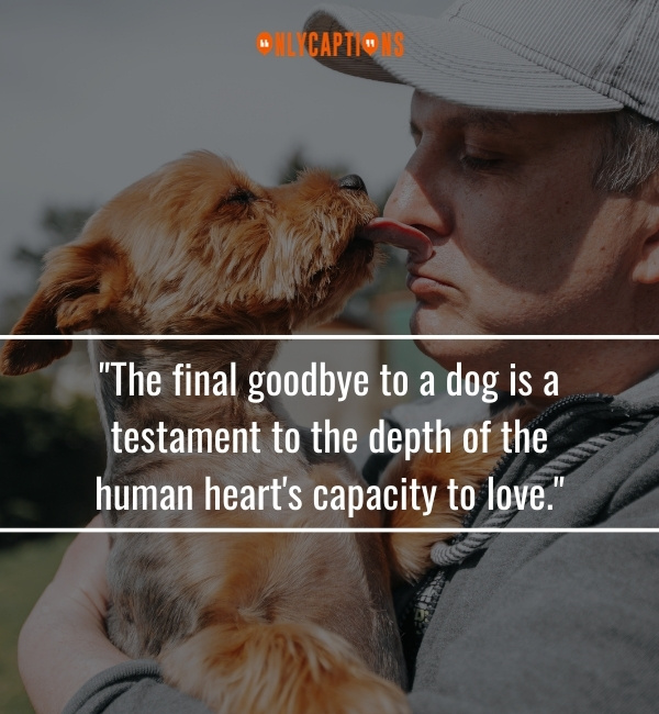 Final Goodbye Dog Death Quotes 3-OnlyCaptions