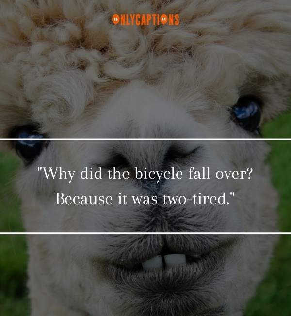 Funny Quotes About Animals-OnlyCaptions