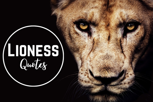 Lioness Quotes-OnlyCaptions