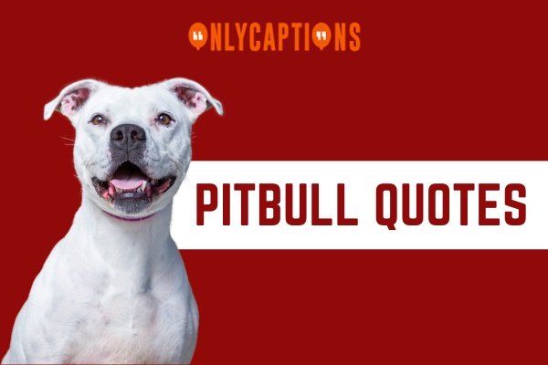 Pitbull Quotes 1-OnlyCaptions