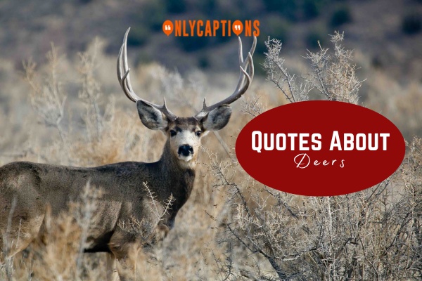 Quotes About Deers 1-OnlyCaptions