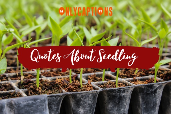 Quotes About Seedling-OnlyCaptions