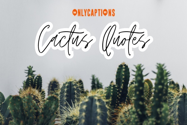 Cactus Quotes (2024)