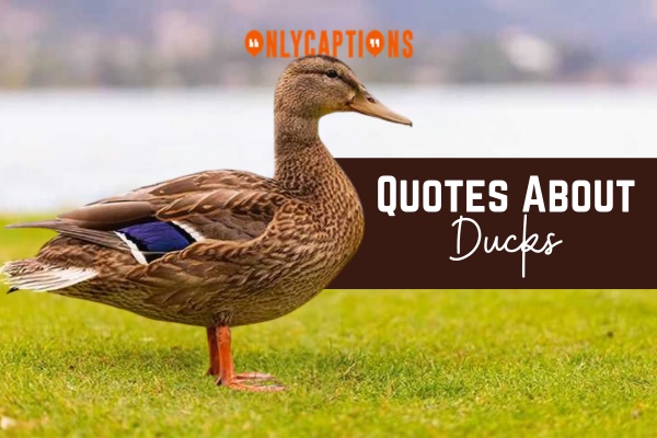 Quotes About Ducks 1-OnlyCaptions