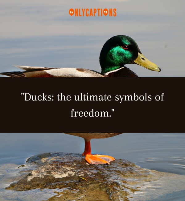 Quotes About Ducks 3-OnlyCaptions