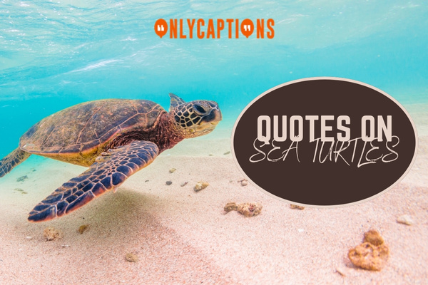 Quotes On Sea Turtles 1-OnlyCaptions