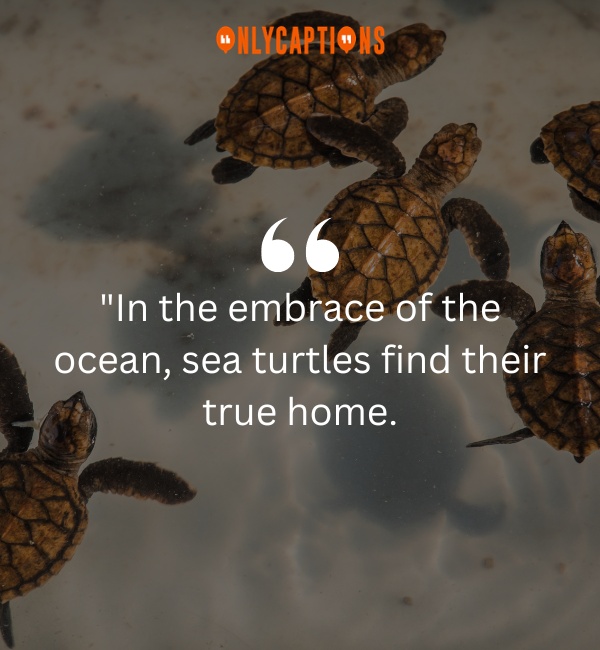Quotes On Sea Turtles 2-OnlyCaptions