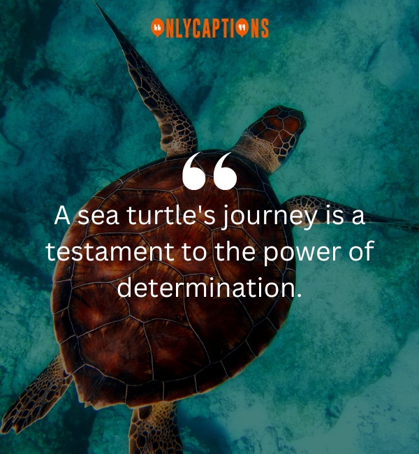 Quotes On Sea Turtles 3-OnlyCaptions
