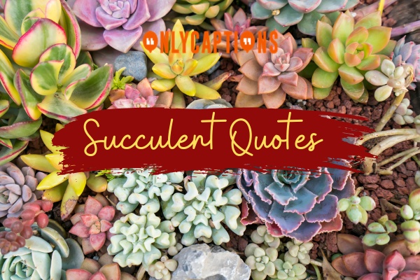 Succulent Quotes 1-OnlyCaptions