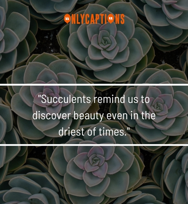 Succulent Quotes 3-OnlyCaptions