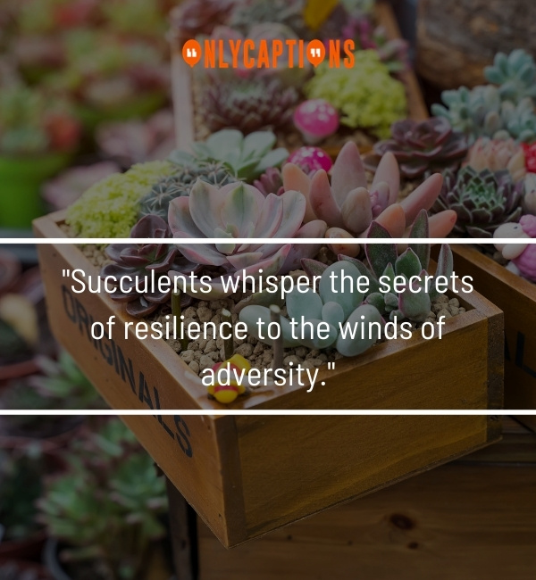 Succulent Quotes-OnlyCaptions