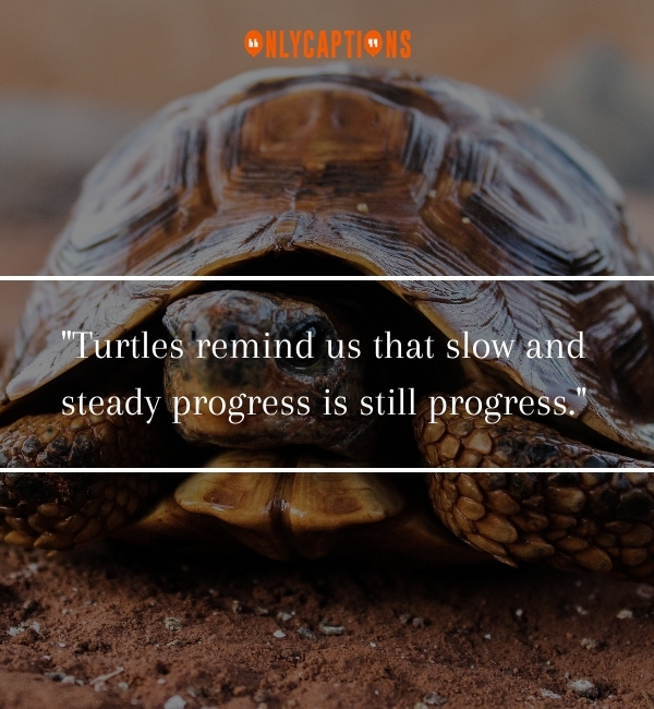 Turtle Quotes 2-OnlyCaptions