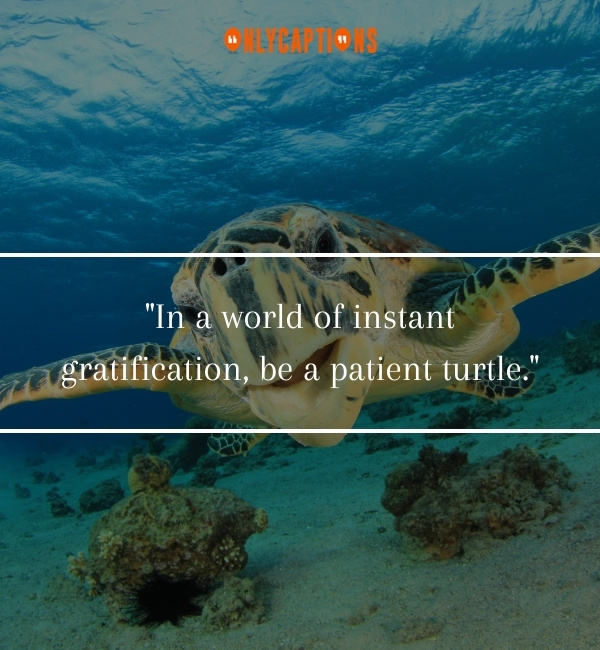 Turtle Quotes 3-OnlyCaptions