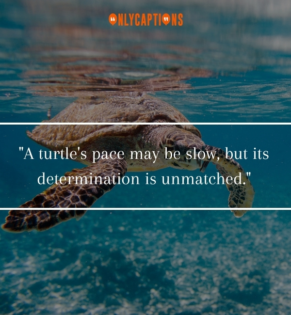 Turtle Quotes-OnlyCaptions