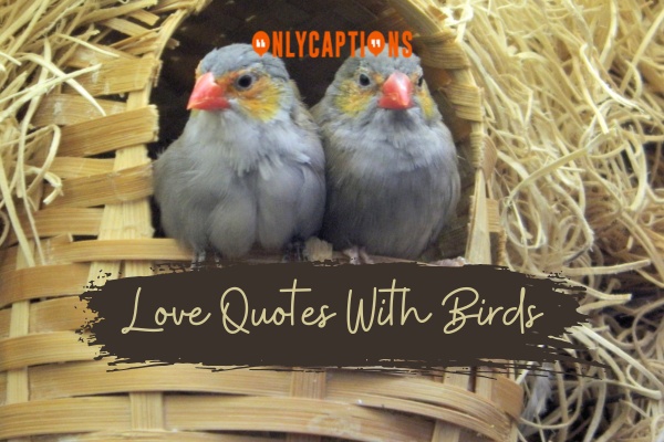 Love Quotes With Birds 1-OnlyCaptions