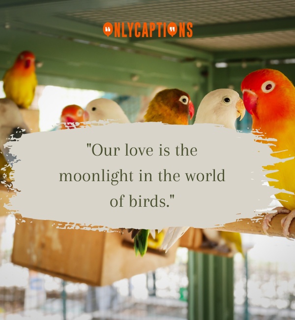 Love Quotes With Birds 3-OnlyCaptions