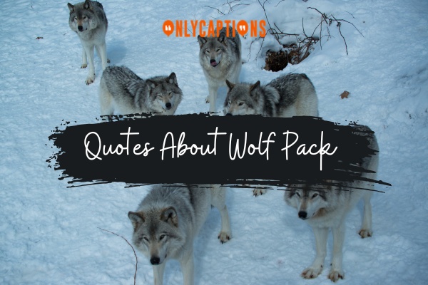 Quotes About Wolf Pack (2024)