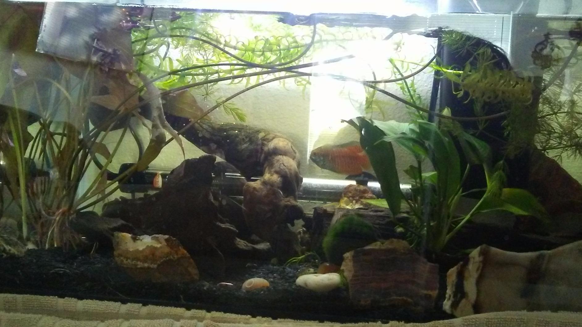Seachem Flourite, 7 kg / 15.4 lbs customer photo 1