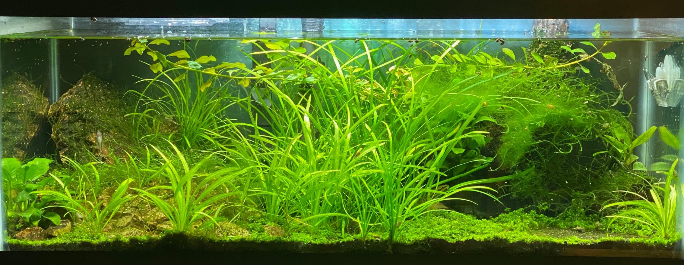 Seachem Flourite Black Clay Gravel - Stable Porous Natural Planted Aquarium Substrate 15.4 lbs customer photo 1
