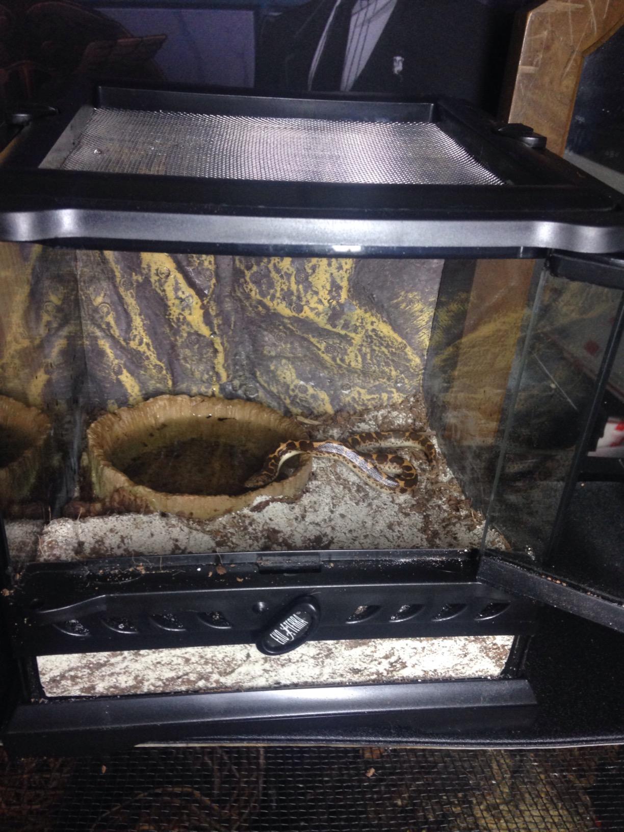 Exo Terra Glass Nano Terrarium Kit for Reptiles and Amphibians, Nano Tall - 8 x 8 x 12 Inches customer photo 1