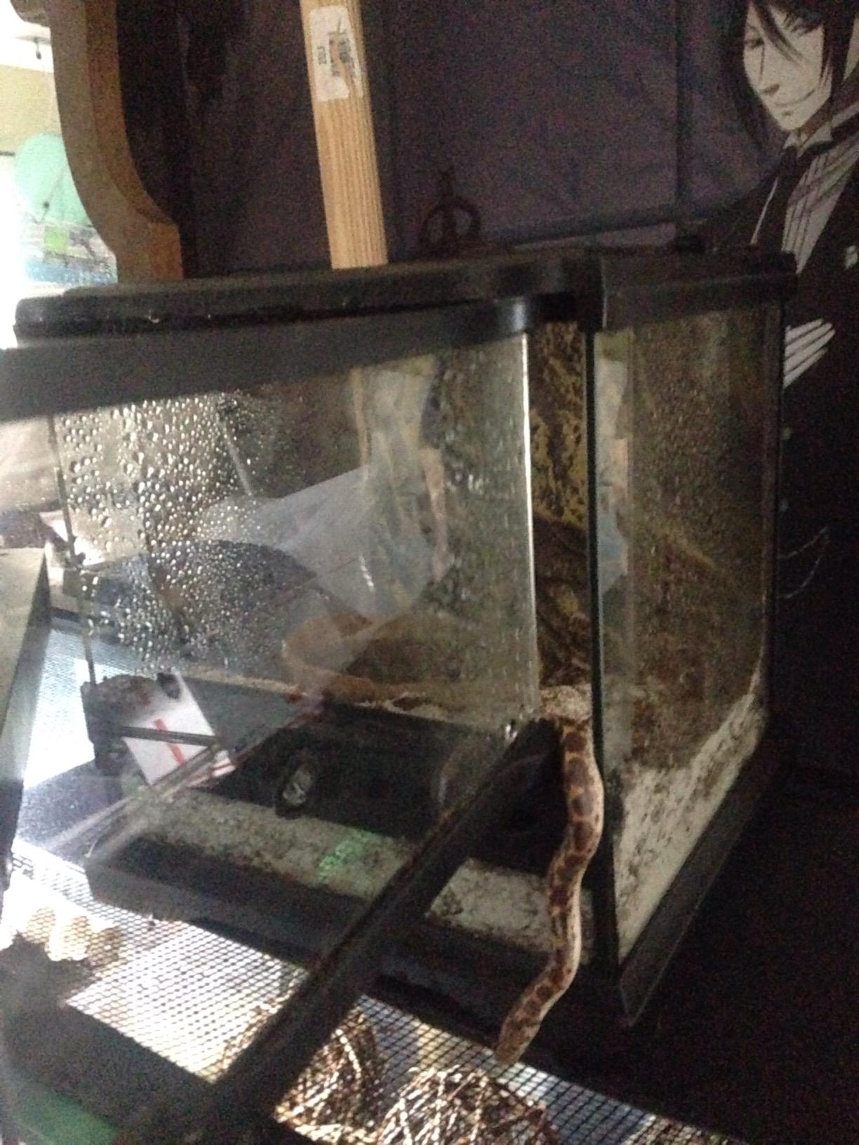 Exo Terra Glass Nano Terrarium Kit for Reptiles and Amphibians, Nano Tall - 8 x 8 x 12 Inches customer photo 2