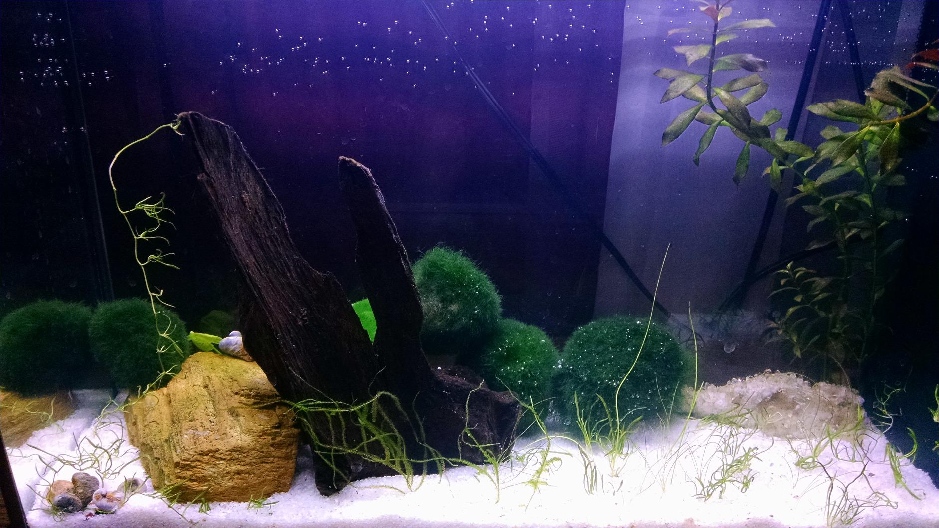 Fluval SPEC Aquarium Kit, Aquarium with LED Lighting and 3-Stage Filtration, 5 Gallon, White customer photo 1