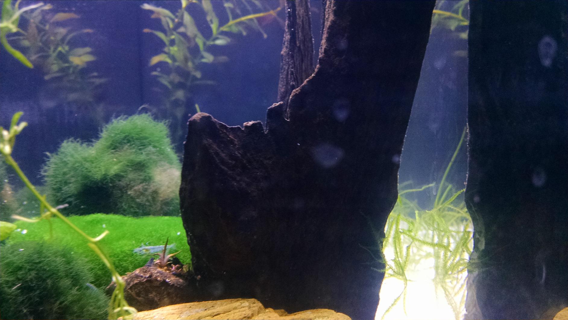 Fluval SPEC Aquarium Kit, Aquarium with LED Lighting and 3-Stage Filtration, 5 Gallon, White customer photo 2