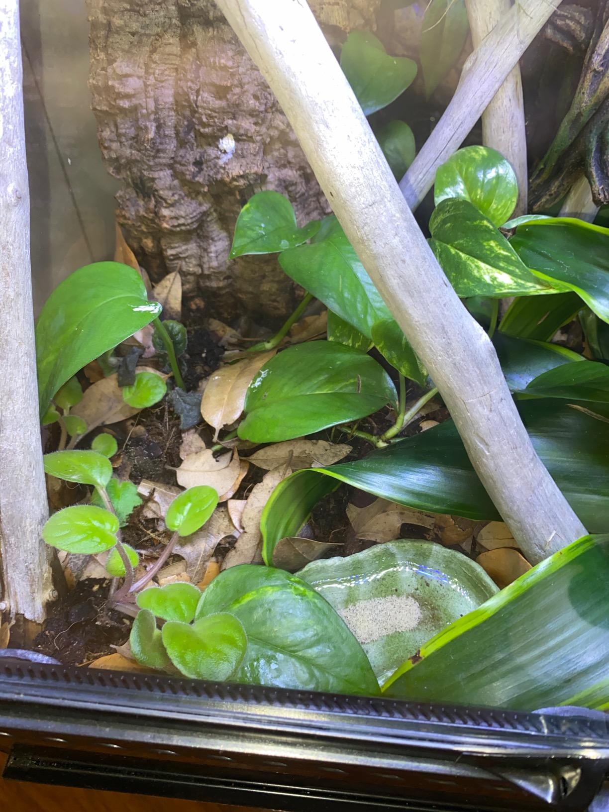 Josh's Frogs ABG Mix Tropical Plant Soil & Bioactive Terrarium Vivarium Substrate (4 Quart/1 Gallon) customer photo 2