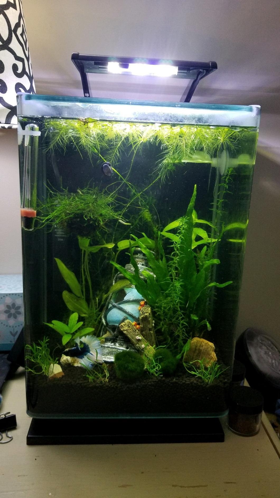 Marineland Portrait Glass LED Aquarium Kit, 5 Gallons, Hidden Filtration customer photo 1