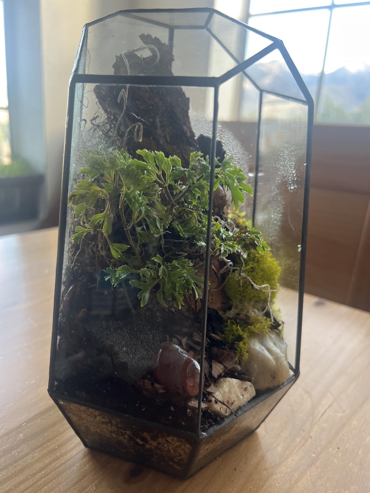 NCYP Small No Door Glass Geometric Terrarium - 4.9 x 3.9 x 7.4 Inches Irregular Clear Planter Pot for Succulents, Cactus, Indoor Garden Tabletop Decoration, Centerpiece (No Plants) customer photo 1