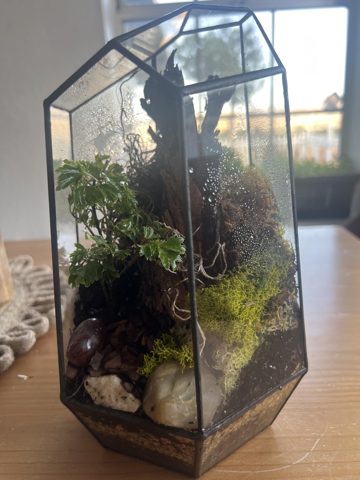 NCYP Small No Door Glass Geometric Terrarium - 4.9 x 3.9 x 7.4 Inches Irregular Clear Planter Pot for Succulents, Cactus, Indoor Garden Tabletop Decoration, Centerpiece (No Plants) customer photo 2