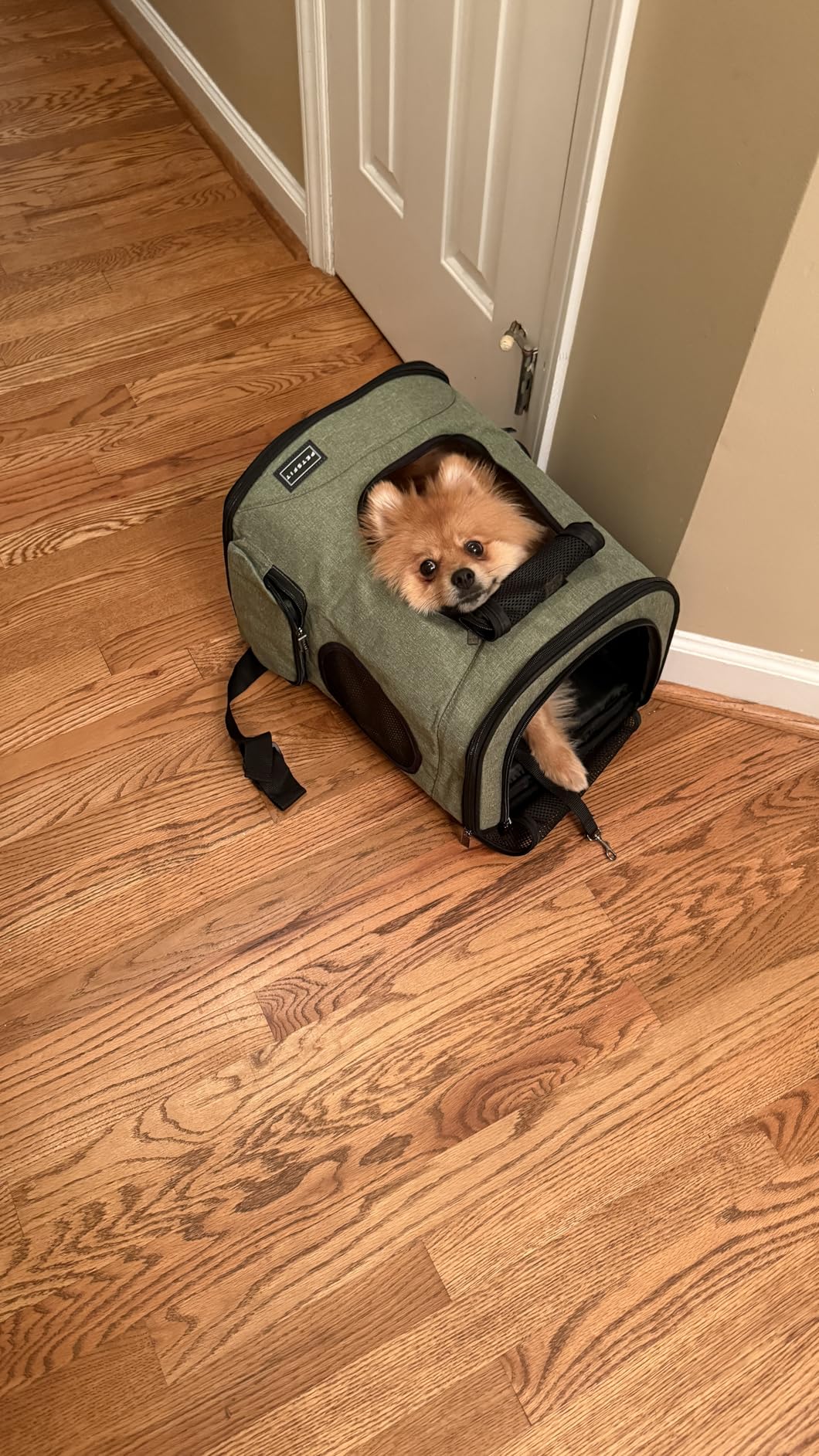 Petsfit Pet Backpack Carrier Easy-Fit Dog Travel Backpack Carrier for Hiking Walking Cycling Suitable for Small Medium Dogs Cats and Rabbits up to 22 Pounds, Green customer photo 1