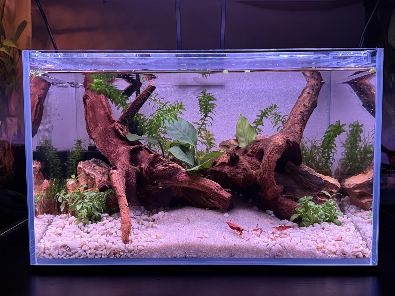 Ultum Nature Systems Ultra Clear Rimless Nano Aquarium - Low Iron Glass Fish Tank with 45° Mitered Edges, 5mm-12mm Thick, Leveling Mat Included (5N, 5 Gallon) customer photo 1