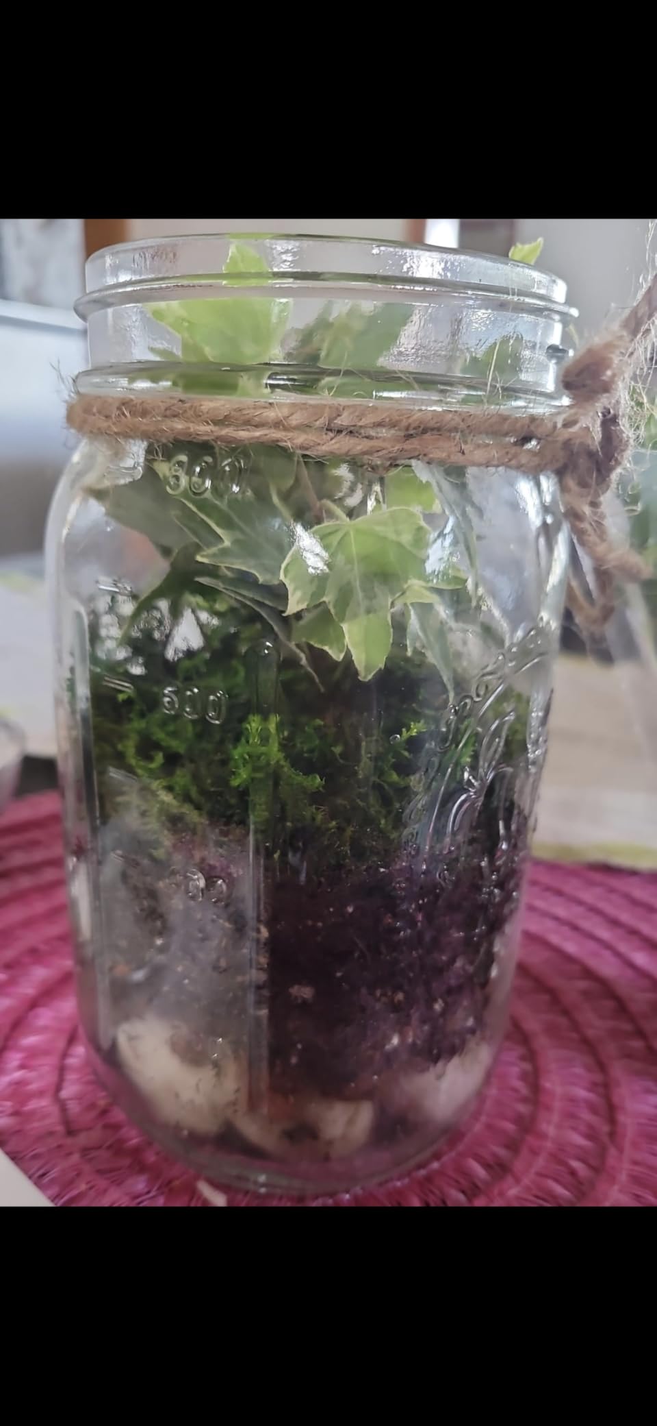 Portland Terrarium kit - DIY Mason Jar Terrarium Kit customer photo 1