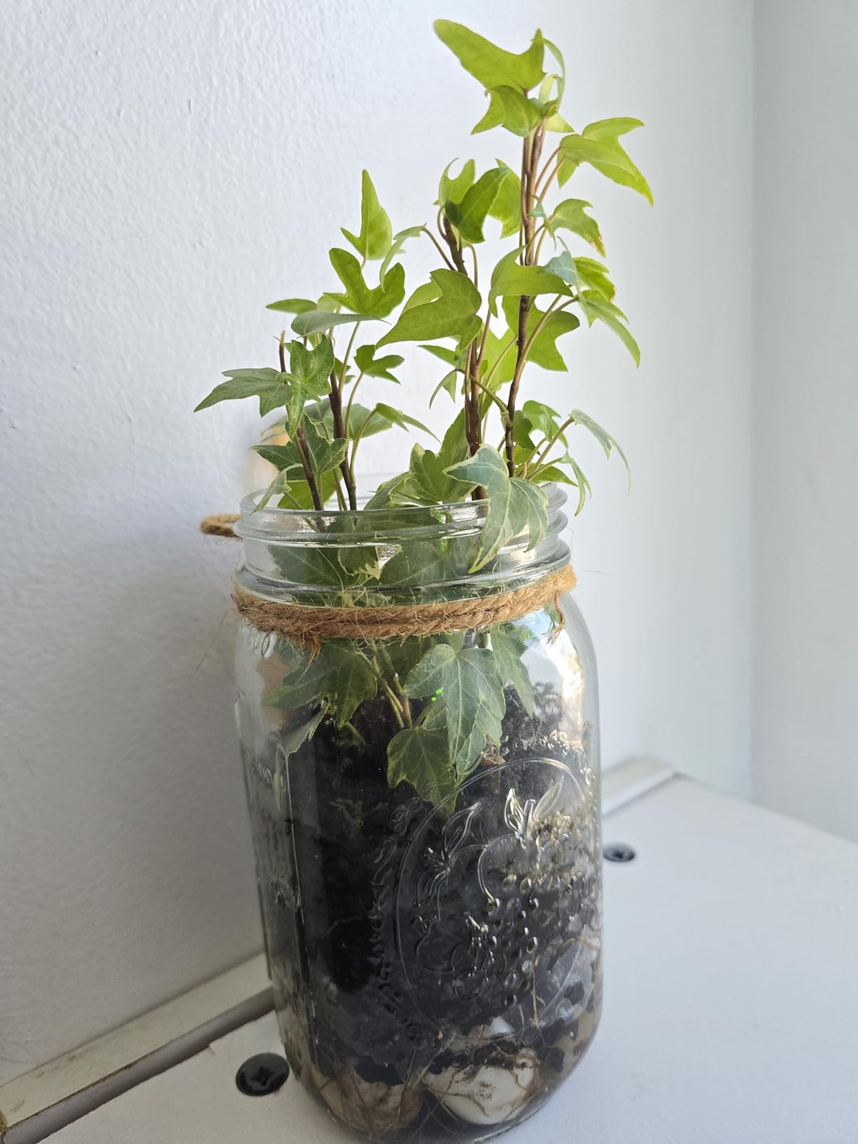 Portland Terrarium kit - DIY Mason Jar Terrarium Kit customer photo 2