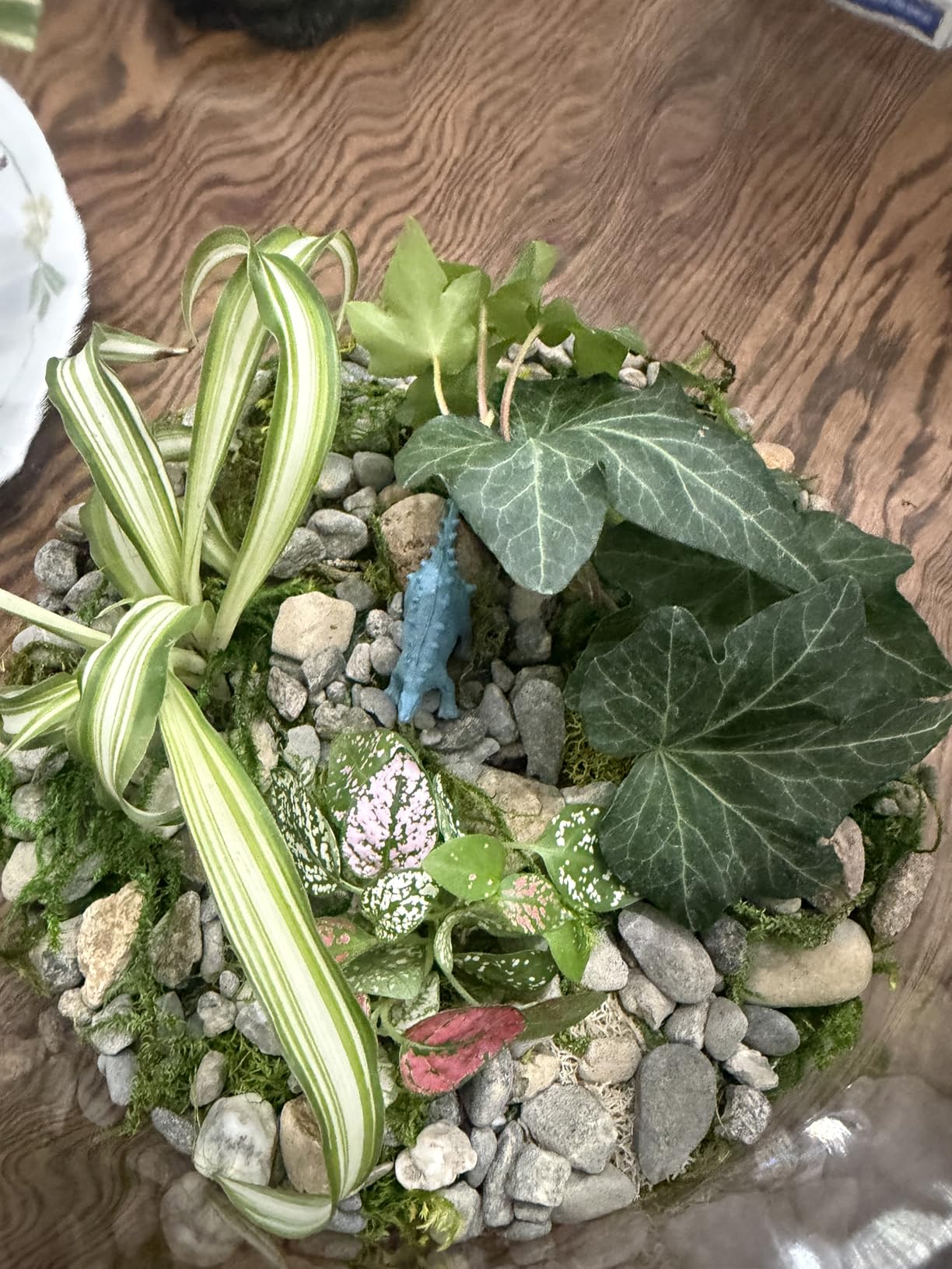 Cute Farms Terrarium Starter Kit | Moss, Vermiculite, Soil, Pebbles, Plant Food, Finishing Tools, Build and Care Guide | DIY Succulent Terrarium for Adults and Kids (Large) customer photo 2