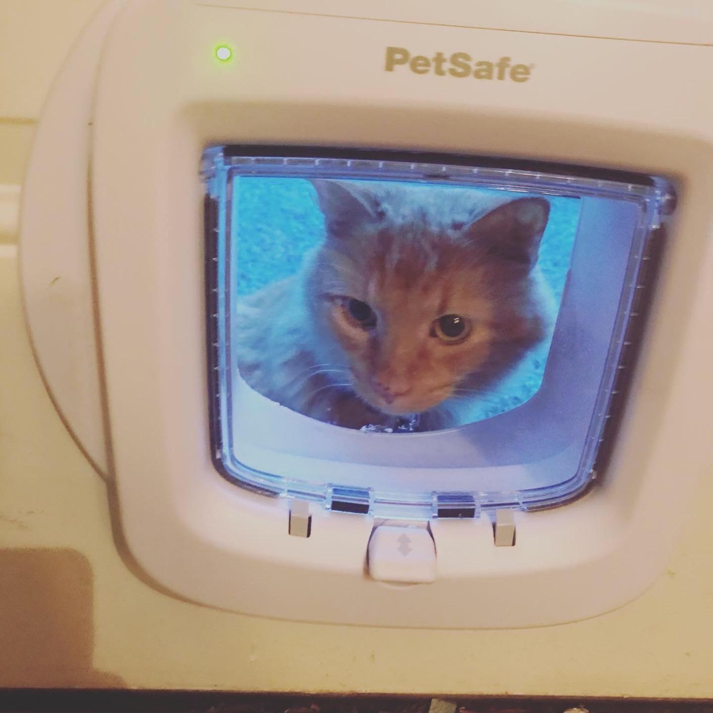 PetSafe Microchip Cat Door - Smart Programmable Collar Door with 4-Way Locking System, Energy Efficient Seal, Durable Plastic Flap & Low Battery Indicator - Battery Powered in & Out Freedom customer photo 2