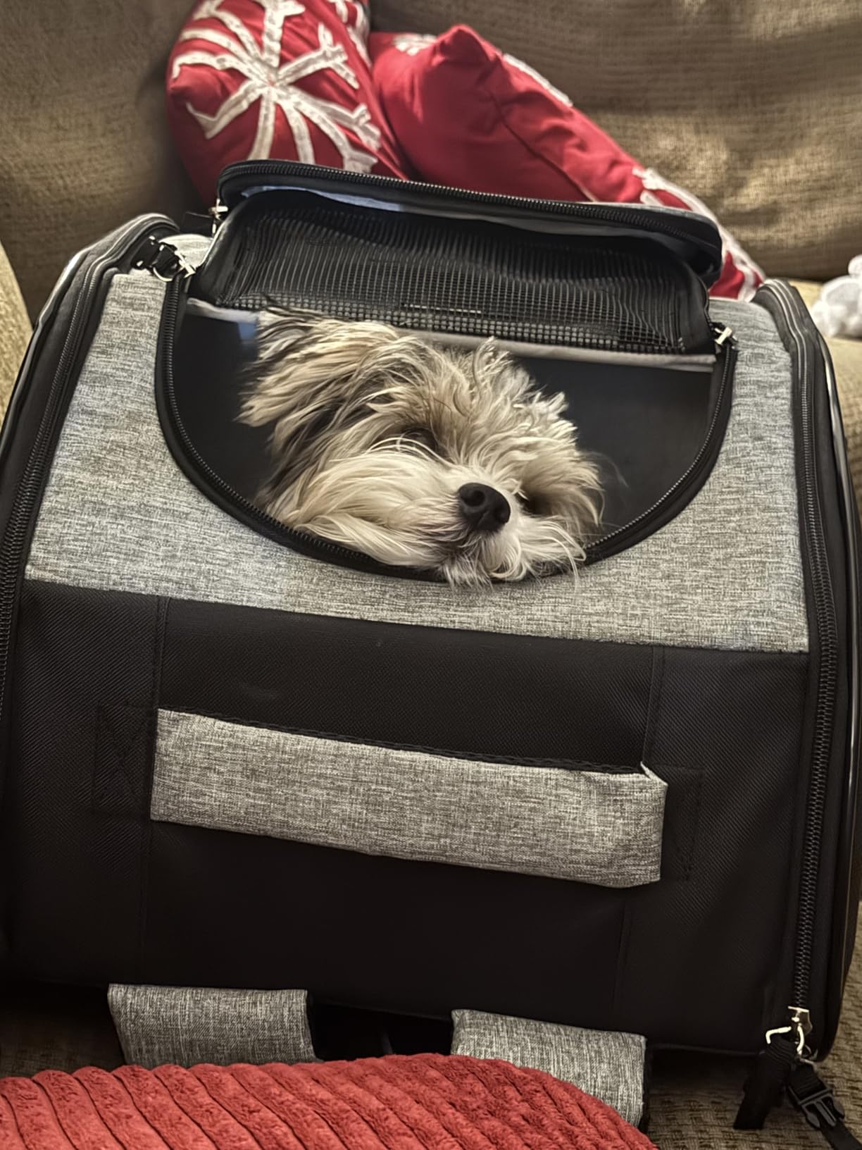 PetAmi Dog Backpack Carrier for Small Large Cat, Pet, Puppy, Ventilated Pet Hiking Backpack Travel Bag, Airline Approved Cat Backpack Carrier, Camping Biking Dog Bag Up to 18lbs Pet, Black customer photo 2