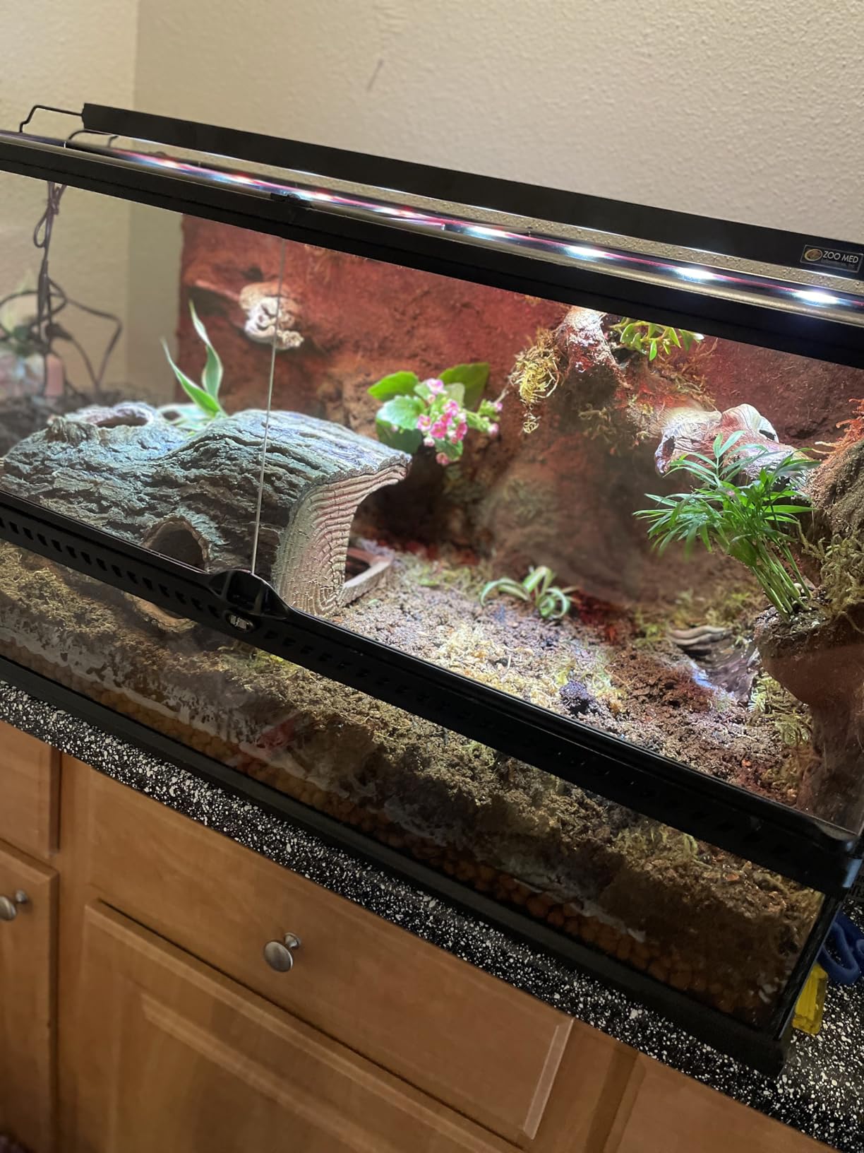 Josh's Frogs BioBedding Tropical Bioactive Substrate (10 quarts) customer photo 2