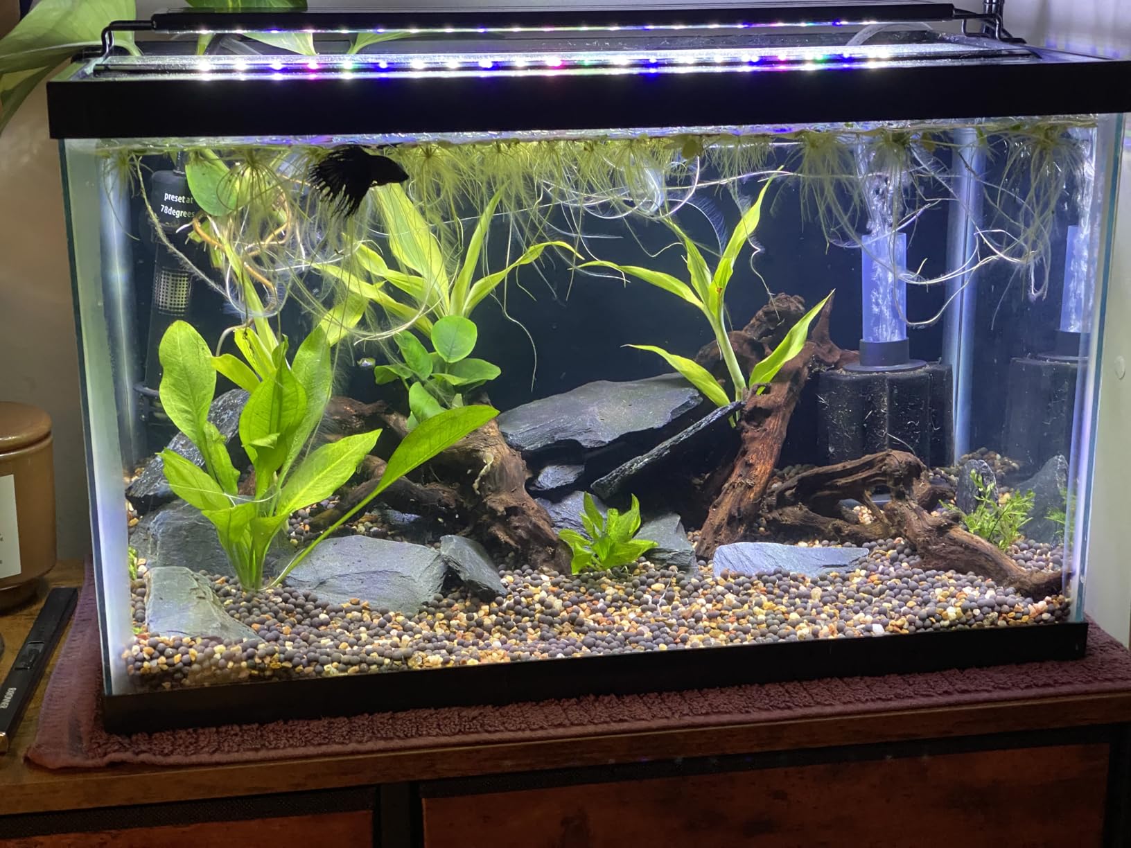 Aqueon Plant and Shrimp Aquarium Substrate, Aqua Soil for Fish Tanks, 5 Pounds customer photo 1