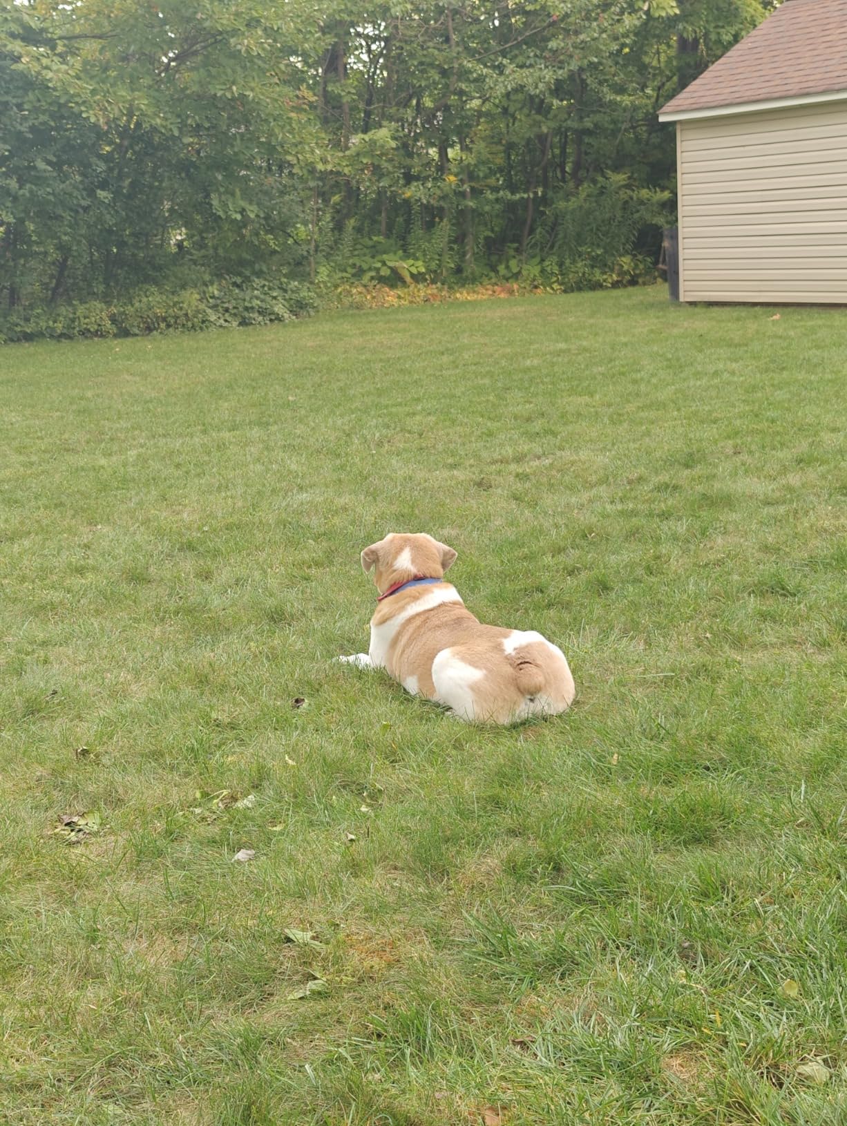PetSafe Stay & Play Wireless Fence for Stubborn Dogs - America's Safest Wireless Pet Containment System - No Dig Electric Fence with Circular Boundary - Secure 3/4-Acre Yard customer photo 2