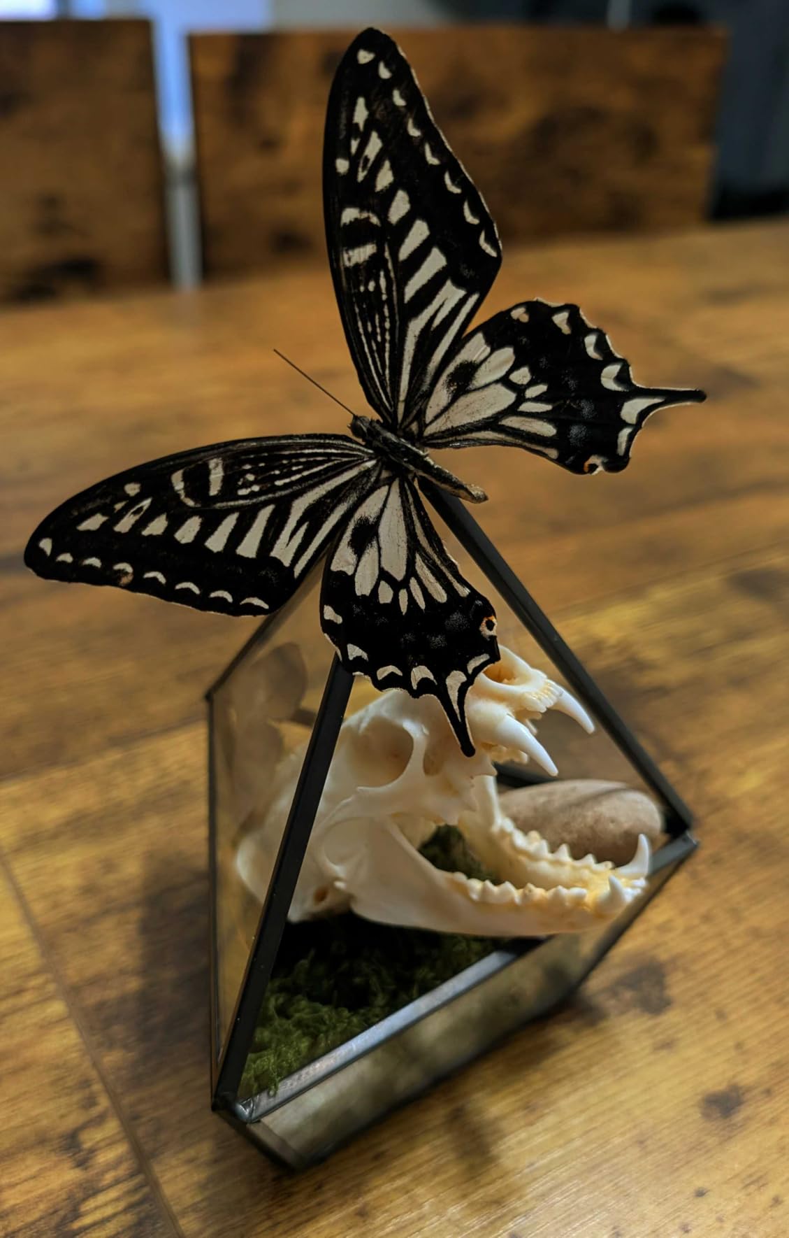Mkono 4 Inches Mini Glass Geometric Terrarium Container Set of 3 Modern Tabletop Planter Shelves Decor Display Centerpiece for Succulent Miniature Fairy Garden Air Plant, Black(Plant Not Included) customer photo 2