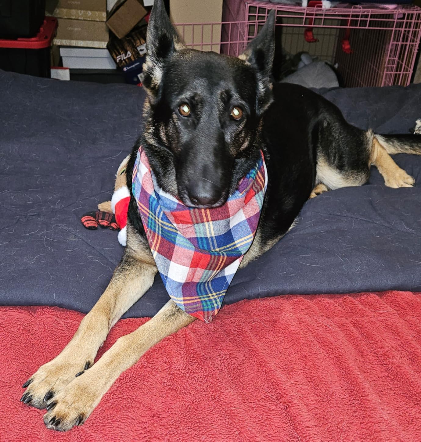 8 Pack Triangle Dog Bandanas, Reversible Plaid Painting Bibs Scarf, Washable Christmas Dog Bandanas Boy Girl Apparel & Accessories Kerchief Set customer photo 1