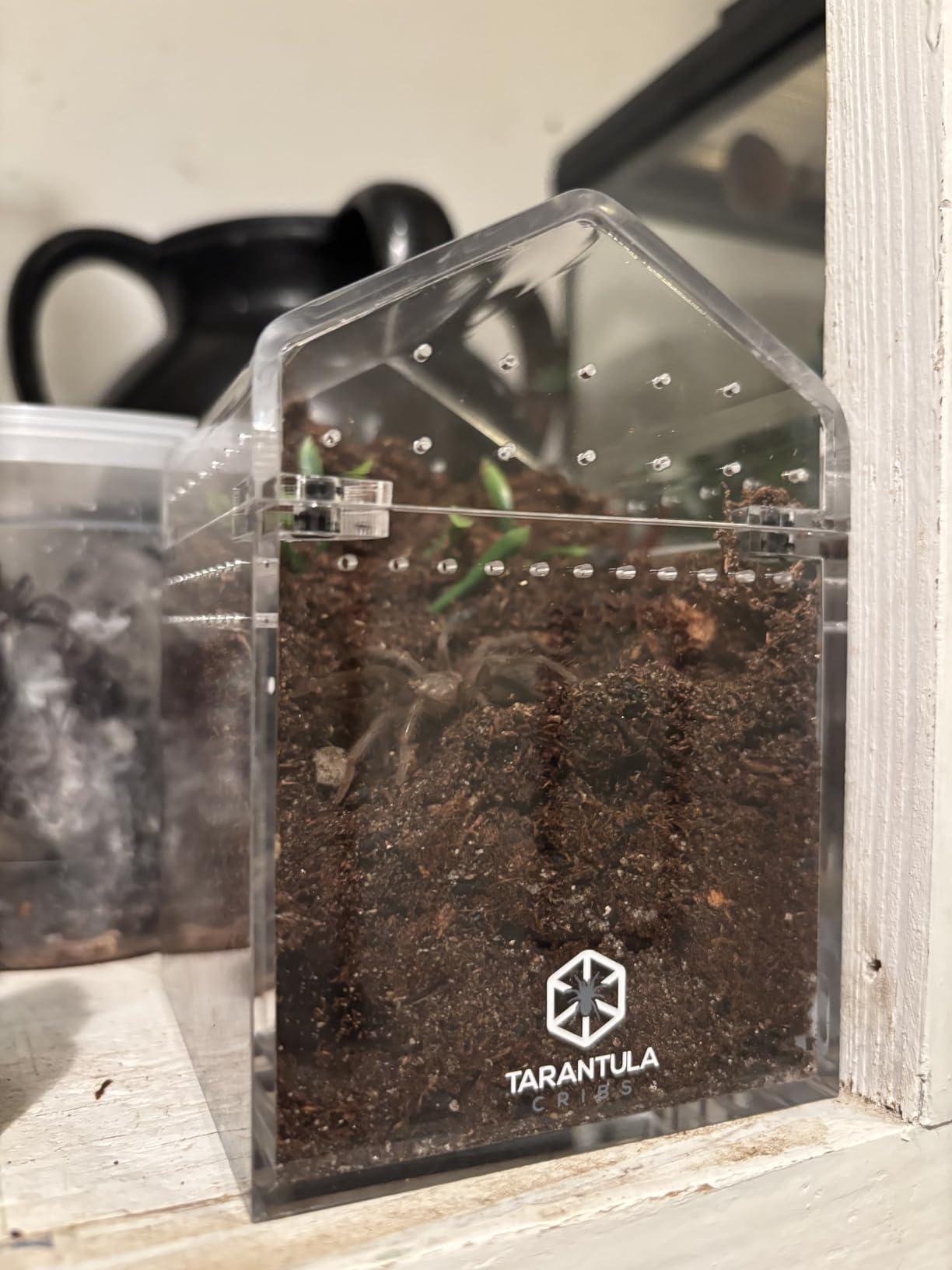 The Bio Dude Terra Aranea 6 quarts Bioactive Substrate for Tarantulas, Centipedes, Scorpions, Isopods and Millipedes Terrarium and Vivarium Habitat Bedding for invertebrates customer photo 1