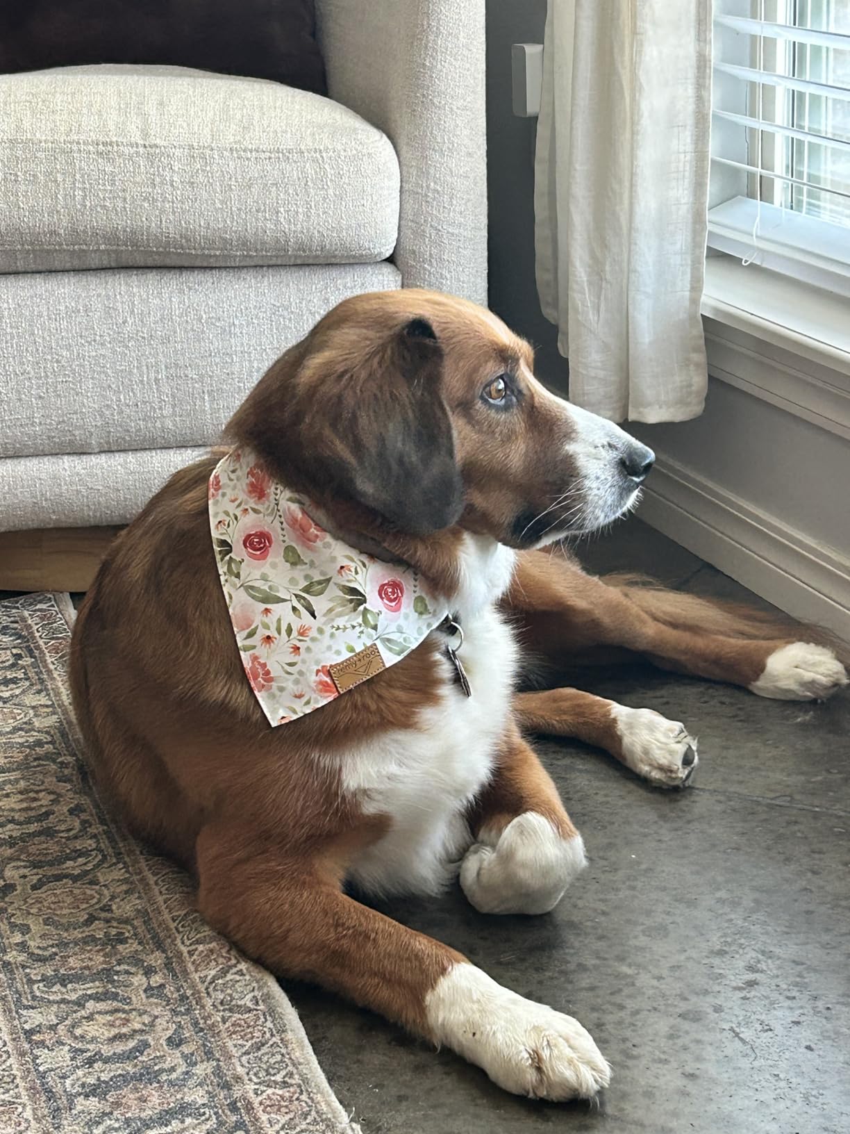 Remy+Roo Large Spring Dog Bandanas - 4 Pack Rubi Set | Premium Durable Adjustable Polyester Fabric | Patented Shape Girl Bandana, Floral Bandana customer photo 1