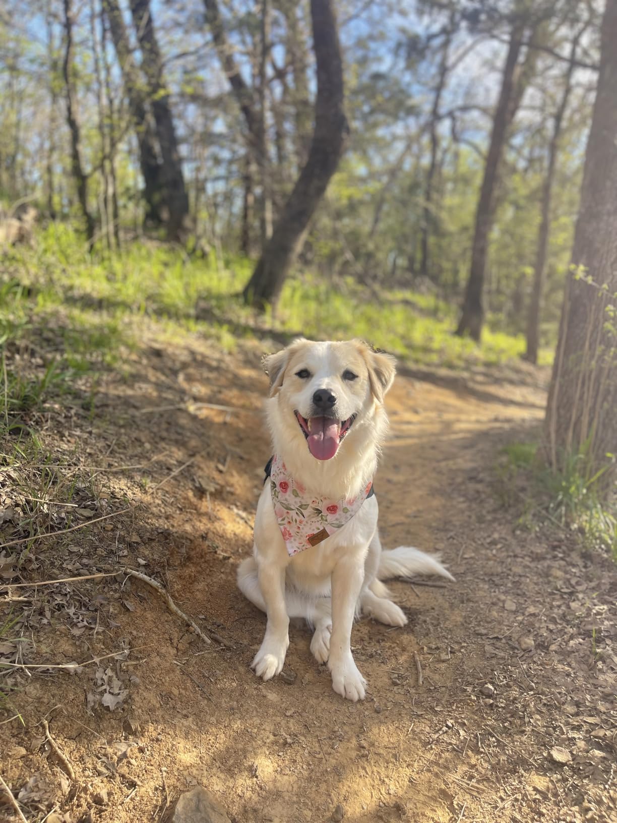 Remy+Roo Large Spring Dog Bandanas - 4 Pack Rubi Set | Premium Durable Adjustable Polyester Fabric | Patented Shape Girl Bandana, Floral Bandana customer photo 2